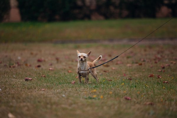 What are the best ways to train a new puppy?